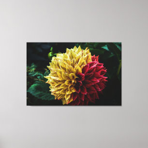 Dahlia Blume Leinwanddruck