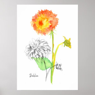 Dahlia Blume Pflanze Botanisch Zeichnend Floriogra Poster
