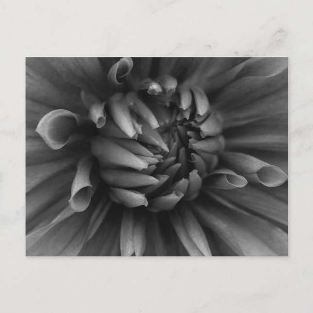 Dahlia Blume Postcard Postkarte (Vorderseite)