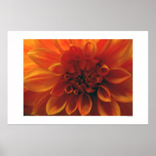 Dahlia Blume Poster
