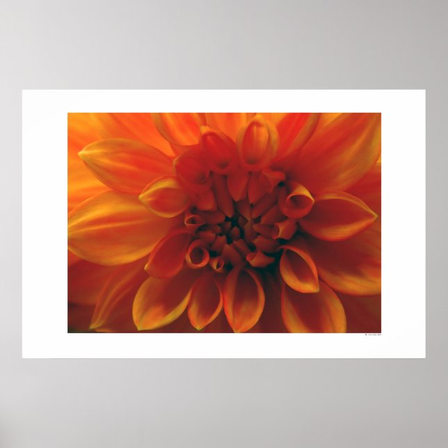 Dahlia Blume Poster (Vorne)