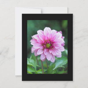 Dahlia Blume Postkarte