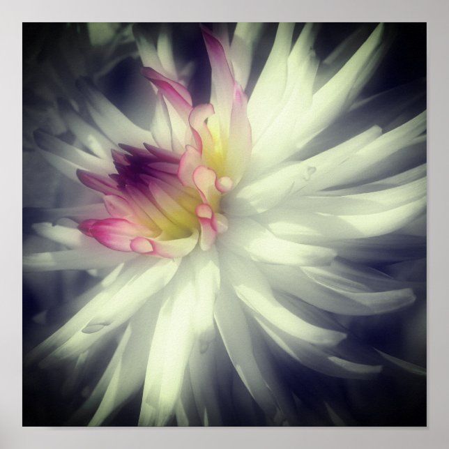 Dahlia Blume Schwarz-Weiß-Teilfarbe Poster (Vorne)