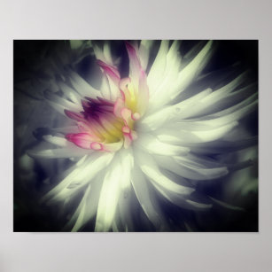 Dahlia Blume Schwarz-Weiß-Teilfarbe Poster