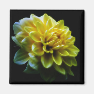 Dahlia Blume und Bedeutung Magnet