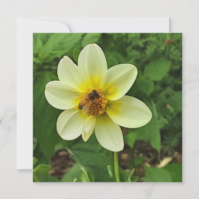 Dahlia Blume und Biene Karte (Vorderseite)