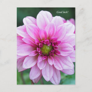 Dahlia Blume. Viel Glück Feiertagspostkarte