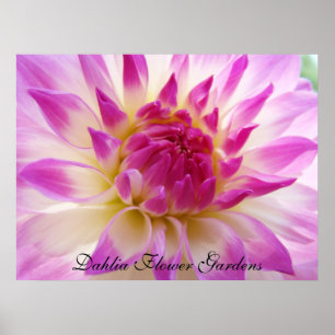 Dahlia-Blumengarten-Kunstprints Rosa Dahlien Poster