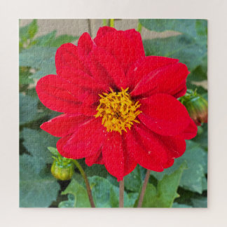 Dahlia Bright Red Puzzle