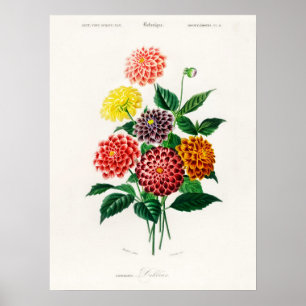 Dahlia Charles Dessalines D' Orbigny Vintage Buch Poster
