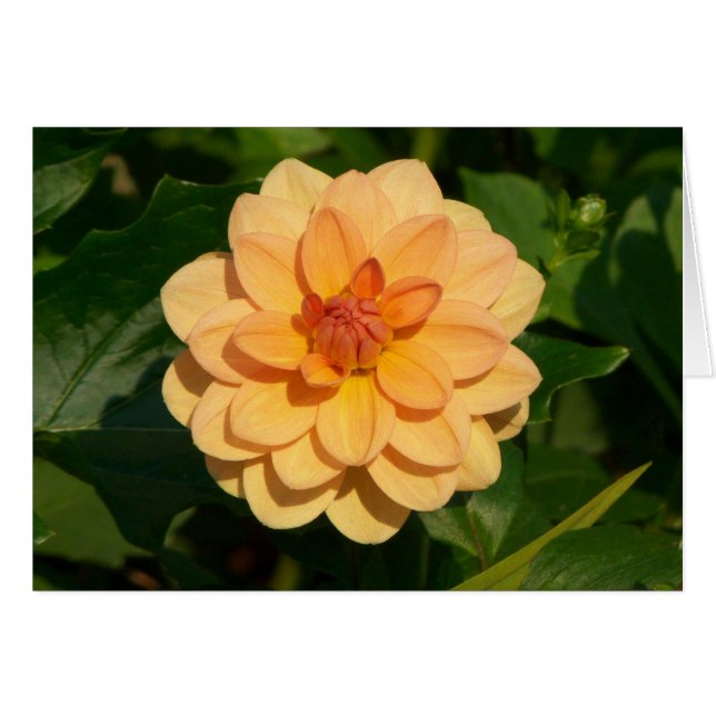 Dahlia 'David Howard' (Vorderseite (Horizontal))
