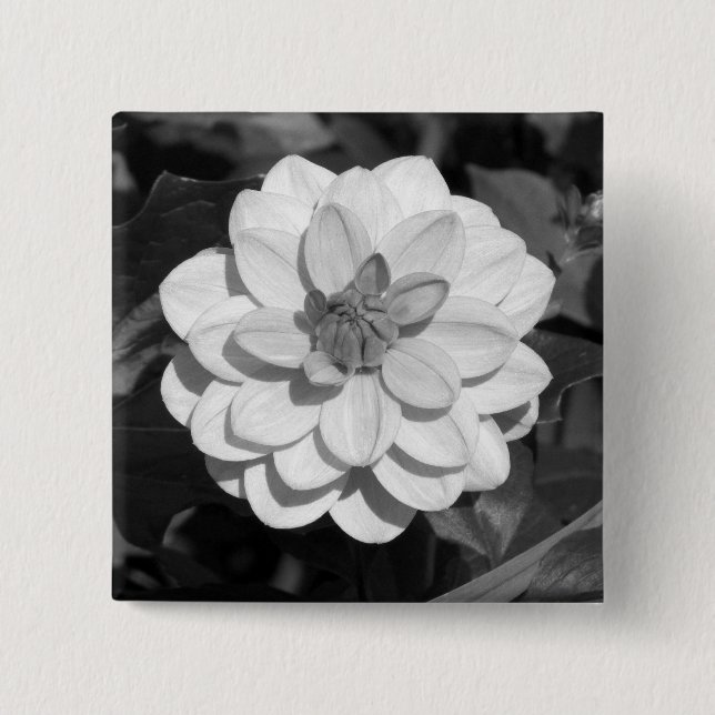 Dahlia 'David Howard' B&W Button (Vorderseite)
