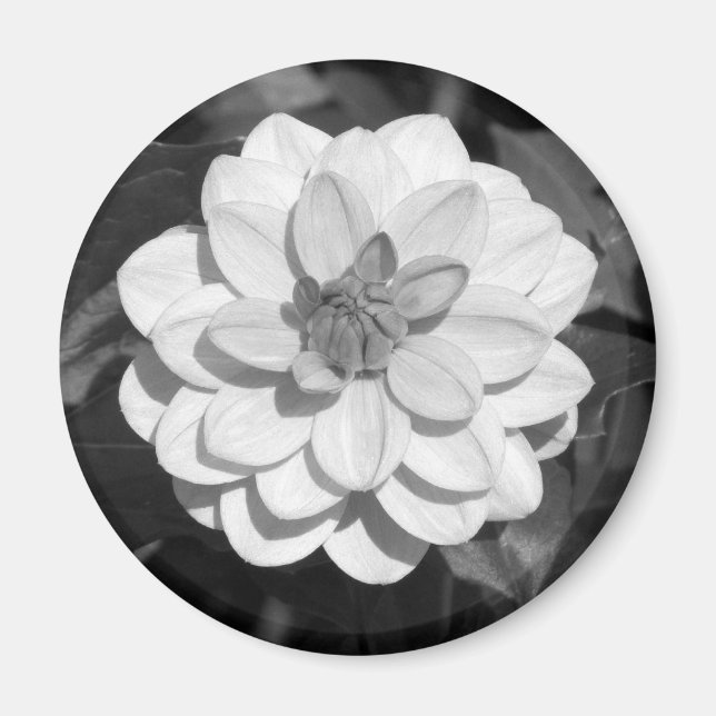 Dahlia 'David Howard' B&W Magnet (Vorne)
