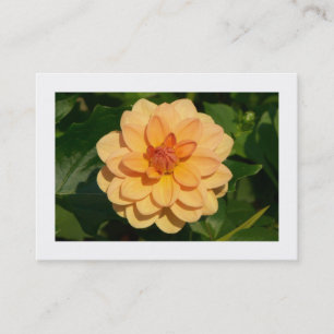 Dahlia 'David Howard' (grenzt an Visitenkarte