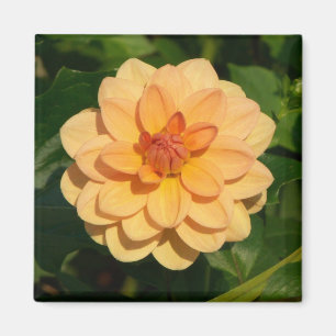 Dahlia 'David Howard' Magnet