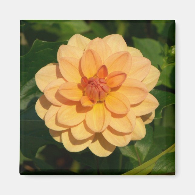 Dahlia 'David Howard' Magnet (Vorne)