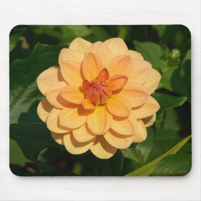 Dahlia 'David Howard' Mousepad (Vorne)