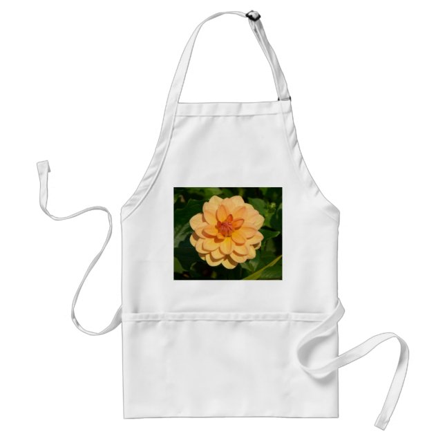 Dahlia 'David Howard' Schürze (Vorne)