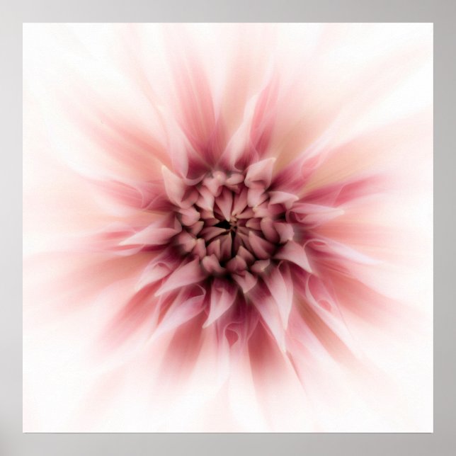 Dahlia Dream Poster (Vorne)