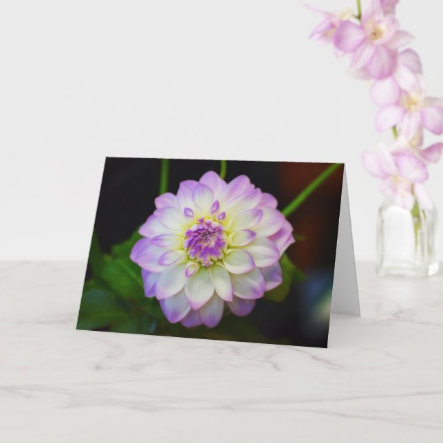 Dahlia Eveline Blank Greeting Card Karte (Orchidee)