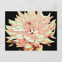 Dahlia - Flitterwochen - Pfirsich mit hellblütigem