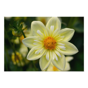 Dahlia Foto Print