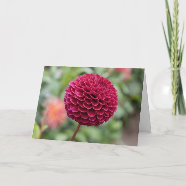 Dahlia Fuschia Karte (Vorderseite)
