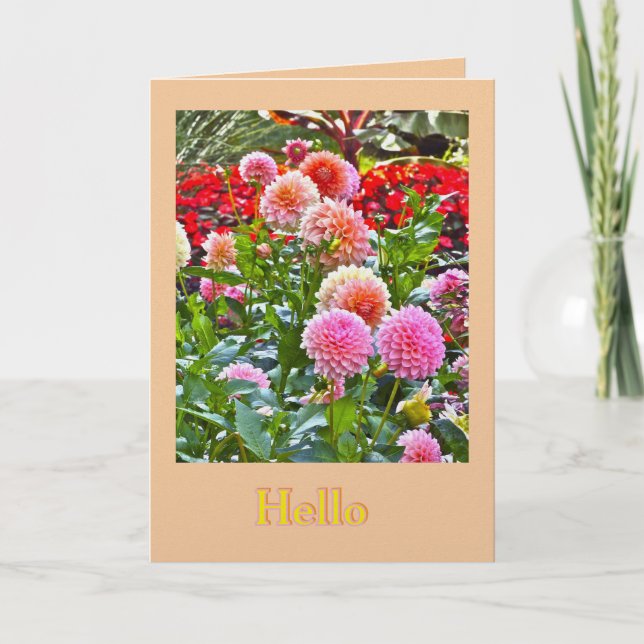 DAHLIA GARDEN/ PINK AND PEACH DAHLIAS/ "HELLO" KARTE (Vorderseite)