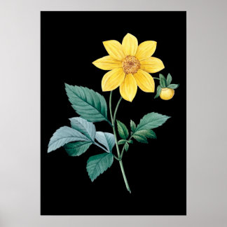 Dahlia gelbe Blume schwarzes Poster
