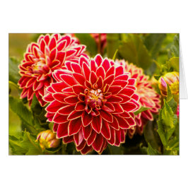 Dahlia im Blut 11