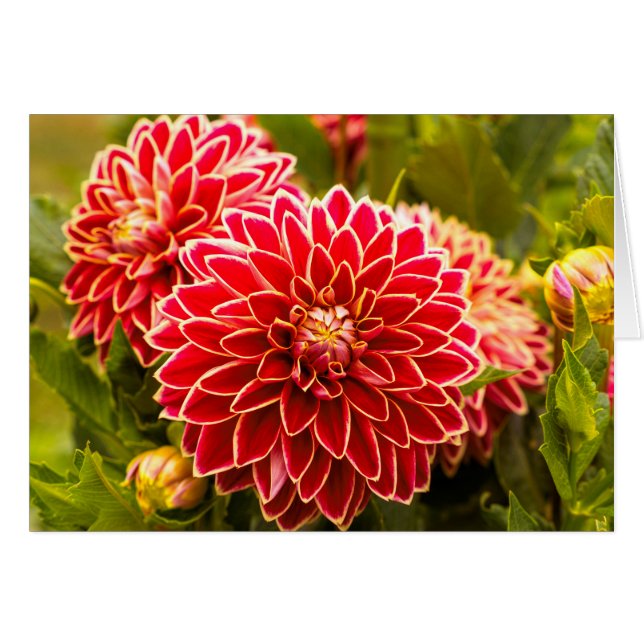 Dahlia im Blut 11 (Vorderseite (Horizontal))