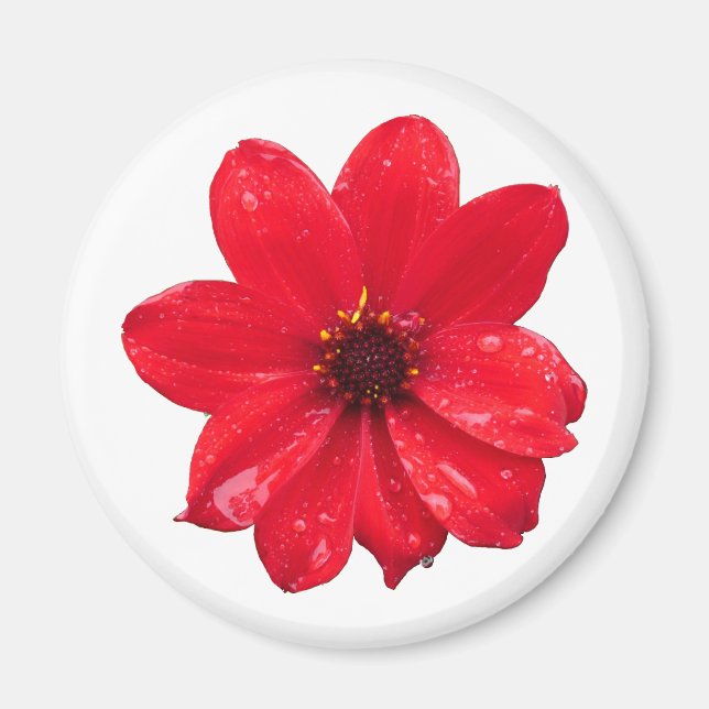 Dahlia im Regen Magnet (Vorne)