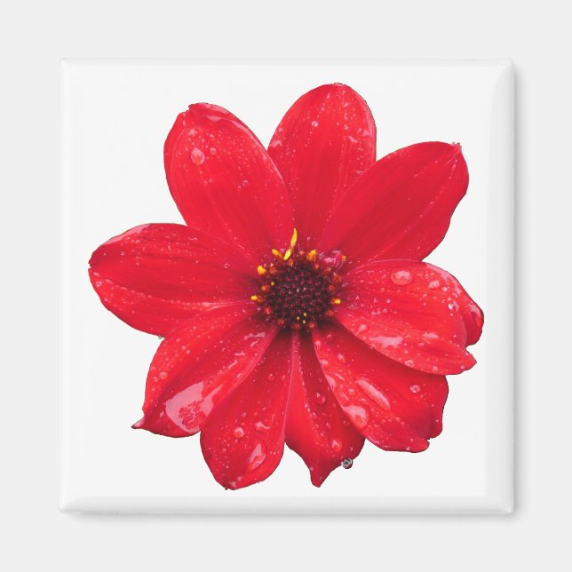 Dahlia im Regen Magnet (Vorne)