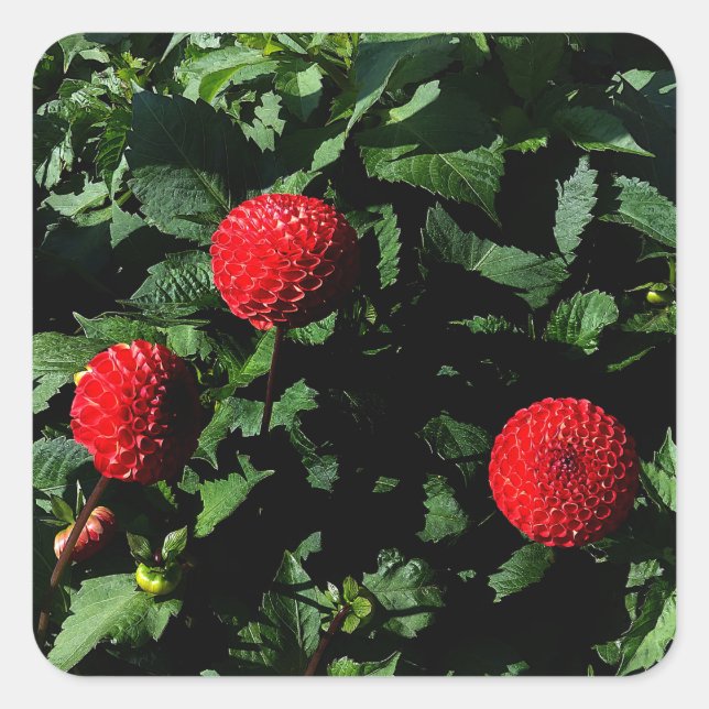 Dahlia Irish Glow #1 Stickers (Vorderseite)