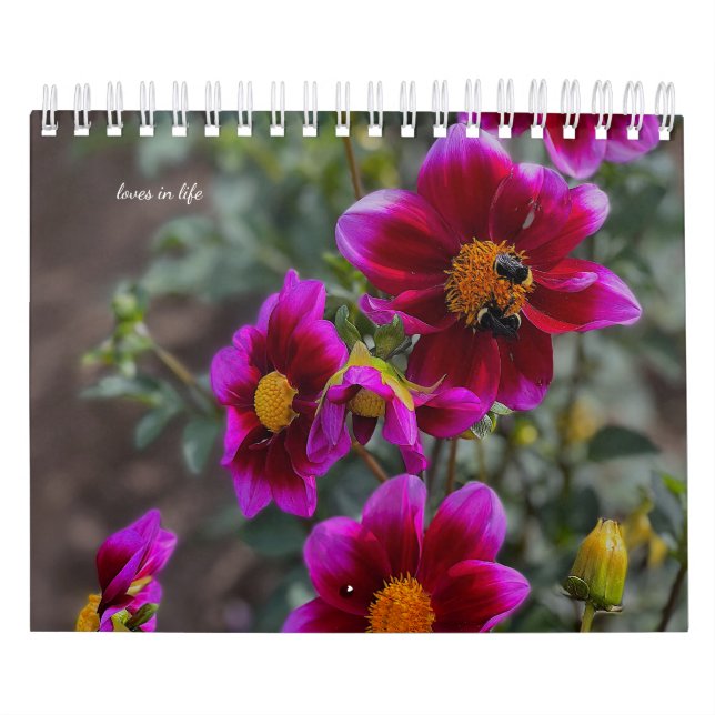 Dahlia Kalender (Titelbild)