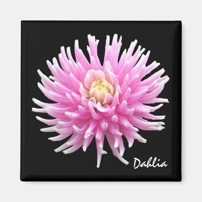 Dahlia Magnet (Vorne)