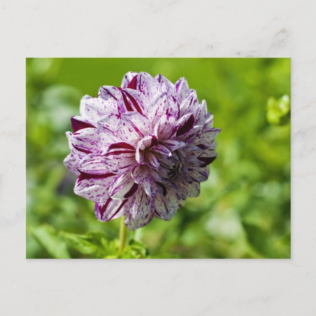 Dahlia Marble Ball Postcard Postkarte (Vorderseite)