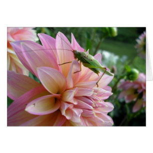 Dahlia mit Cricket