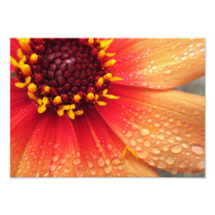 Dahlia nach Regen 14x10 Fotodruck
