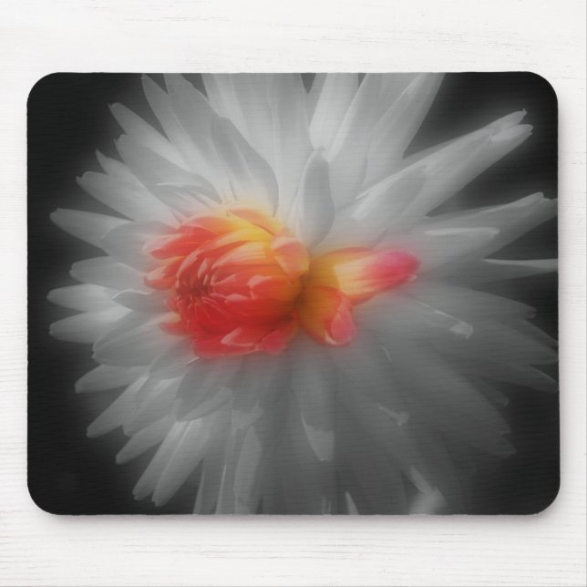 Dahlia Nah Up Blume Schwarz-weiß Mousepad (Vorne)