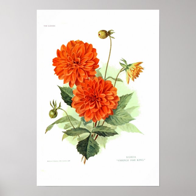 Dahlia 'Orange Fire King' Poster (Vorne)