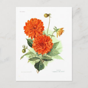 Dahlia 'Orange Fire King' Postkarte