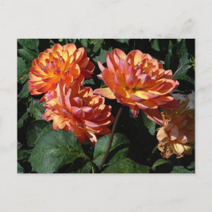 Dahlia Pam Howden #1 Postcard Postkarte