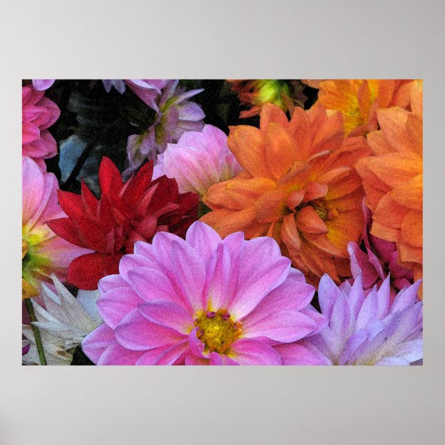 Dahlia Petals Poster (Vorne)