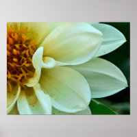 Dahlia Petals