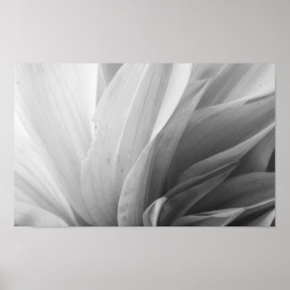 Dahlia Petals Schwarz-Weiß Poster