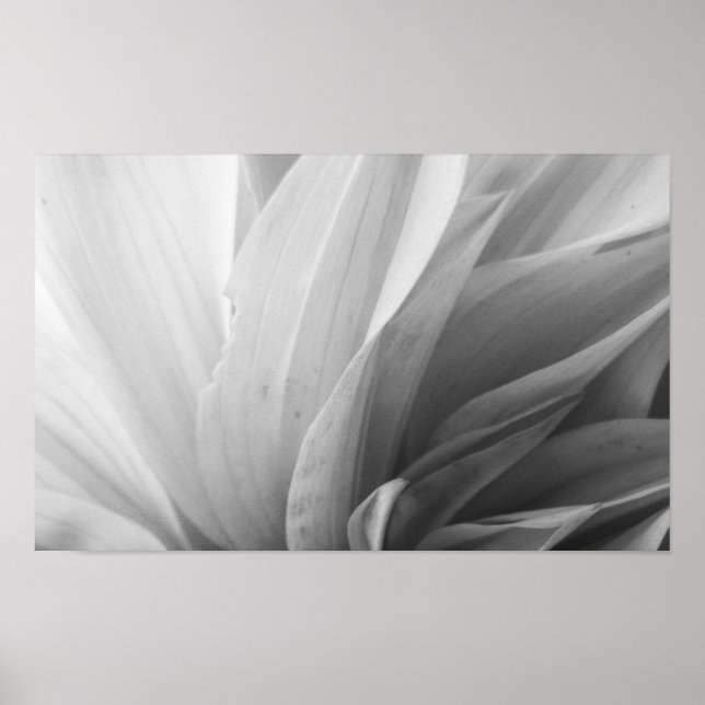 Dahlia Petals Schwarz-Weiß Poster (Vorne)