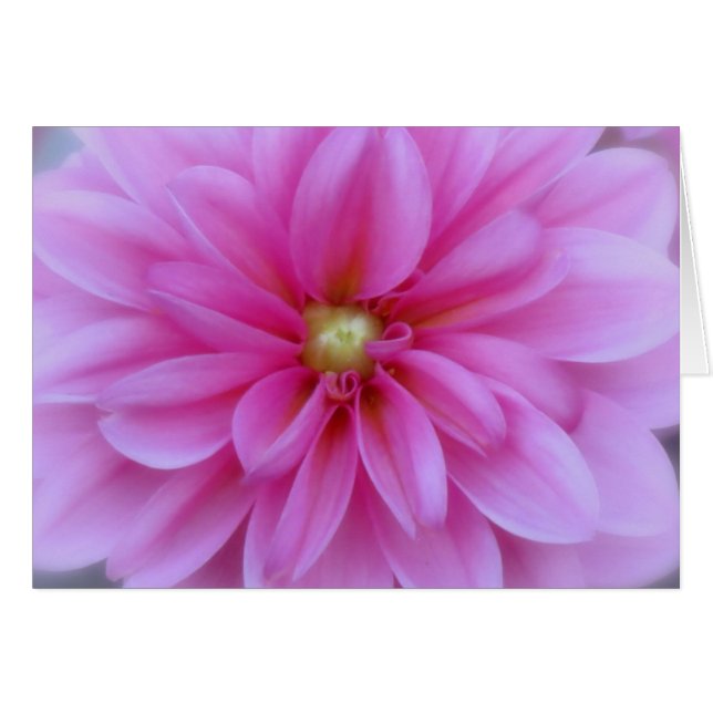 Dahlia Pink - Nah Up (Vorderseite (Horizontal))