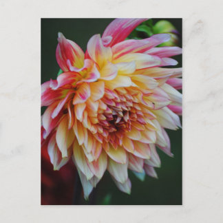 Dahlia Postcard Postkarte