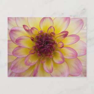 Dahlia Postcard Postkarte